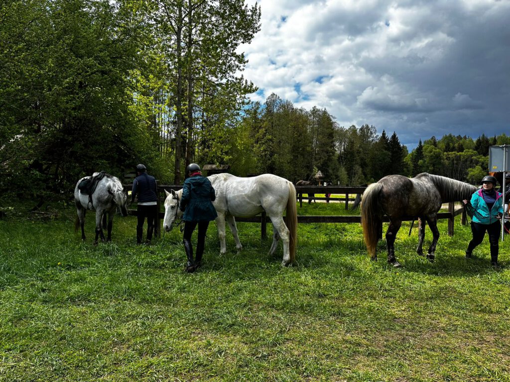 🌲 Tereny i rajdy konne
